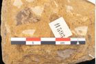 Foto (Detailansicht) von Fagus pyrrhae Unger (NHMW-GEO-2024-0188-11593)